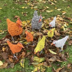 Professors ivrige oransje kylling