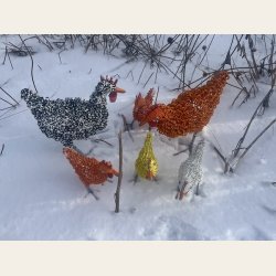 Professors ivrige oransje kylling