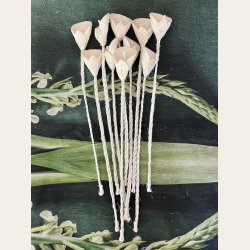 Arun-liljer i sisal - 10 stk